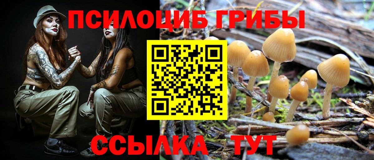 Галлюциногенные грибы Psilocybine cubensis Конаково